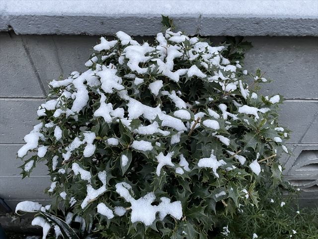 雪が積もった植木